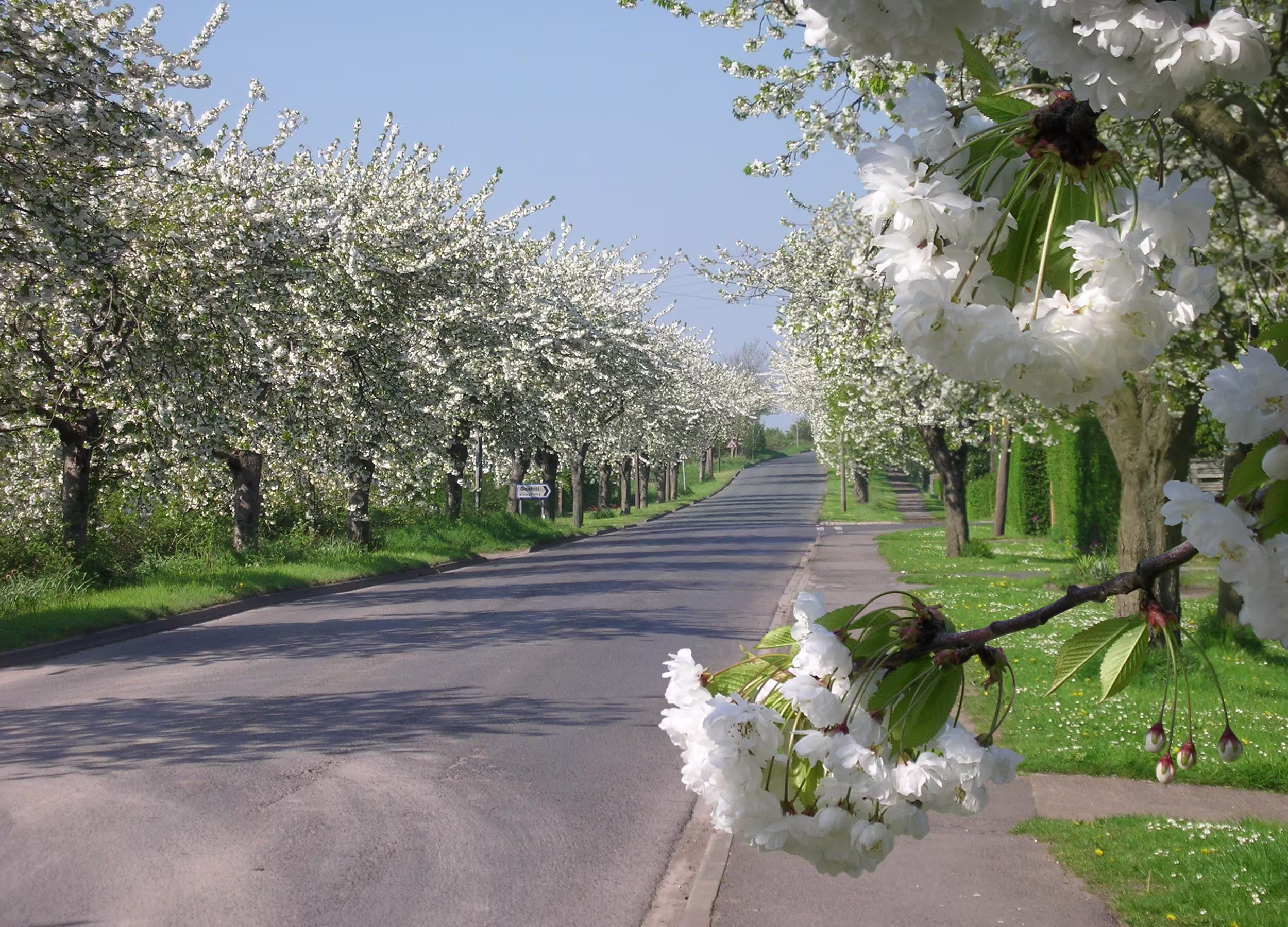 Streets lined with White Cherry Blossom