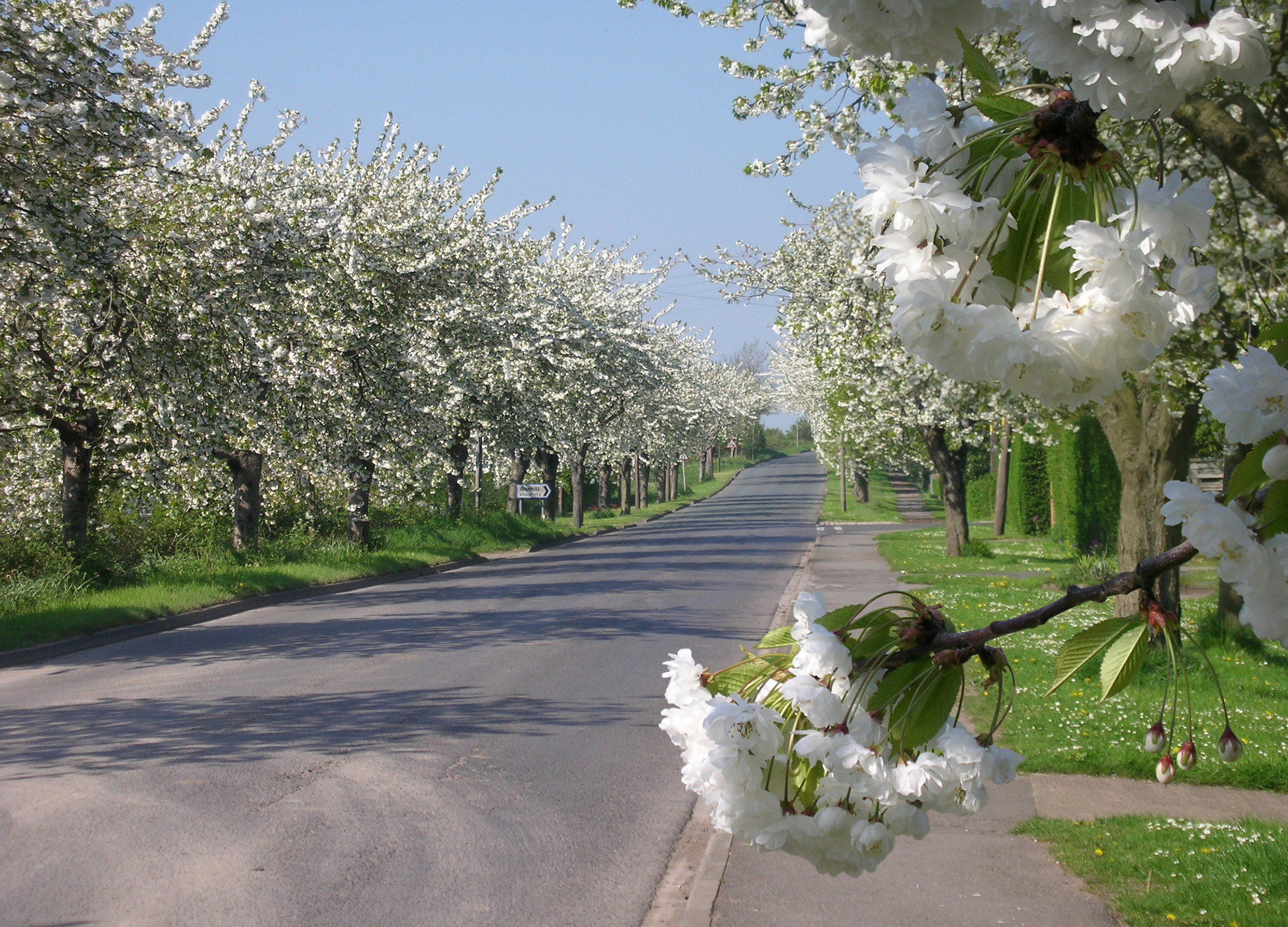 Streets lined with White Cherry Blossom